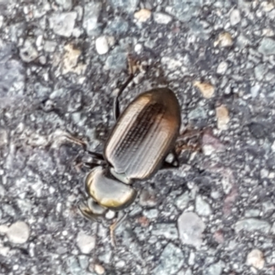 Adelium brevicorne (Bronzed field beetle) at Lyneham, ACT - 24 Mar 2021 by trevorpreston