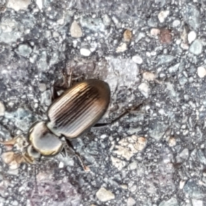 Adelium brevicorne at Lyneham, ACT - 24 Mar 2021 09:22 AM