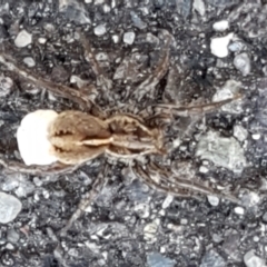 Lycosidae (family) (Wolf spider) at O'Connor, ACT - 24 Mar 2021 by trevorpreston