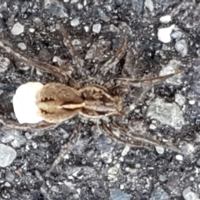 Lycosidae (family) (Unidentified wolf spider) at Lyneham Wetland - 23 Mar 2021 by trevorpreston