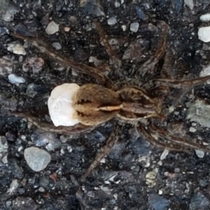 Lycosidae (family) at Sullivans Creek, Lyneham South - 24 Mar 2021