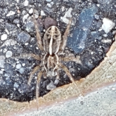 Artoriopsis sp. (genus) (Unidentified Artoriopsis wolf spider) at Lyneham Wetland - 23 Mar 2021 by trevorpreston