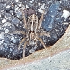 Artoriopsis sp. (genus) at O'Connor, ACT - 24 Mar 2021