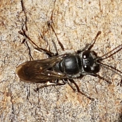 Pison sp. (genus) (Black mud-dauber wasp) at O'Connor, ACT - 23 Mar 2021 by trevorpreston