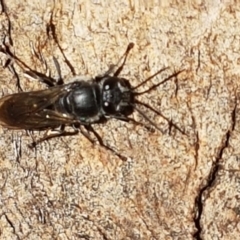 Pison sp. (genus) at O'Connor, ACT - 24 Mar 2021