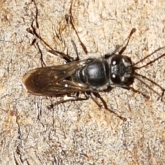 Pison sp. (genus) at O'Connor, ACT - 24 Mar 2021