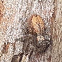 Servaea incana (Hoary Servaea) at Sullivans Creek, Lyneham South - 23 Mar 2021 by trevorpreston