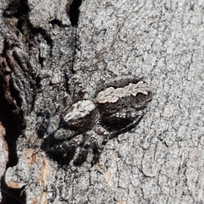 Clynotis severus (Stern Jumping Spider) at Sullivans Creek, Lyneham South - 23 Mar 2021 by trevorpreston