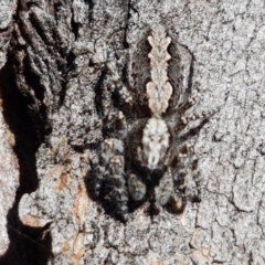 Clynotis severus at Lyneham, ACT - 24 Mar 2021 09:34 AM