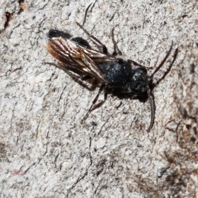Mutillidae (family) (Unidentified Mutillid wasp or velvet ant) at Lyneham, ACT - 23 Mar 2021 by trevorpreston