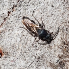 Mutillidae (family) at Sullivans Creek, Lyneham South - 24 Mar 2021