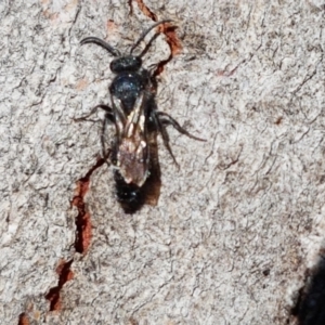 Mutillidae (family) at Sullivans Creek, Lyneham South - 24 Mar 2021