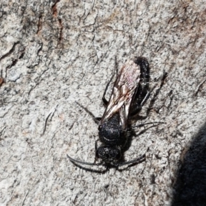 Mutillidae (family) at Sullivans Creek, Lyneham South - 24 Mar 2021