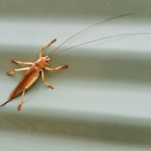 Gryllacrididae (family) at Yass River, NSW - 18 Mar 2021 10:50 AM