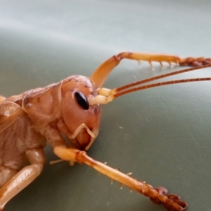 Gryllacrididae (family) at Yass River, NSW - 18 Mar 2021 10:50 AM