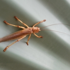 Gryllacrididae (family) at Yass River, NSW - 18 Mar 2021 10:50 AM