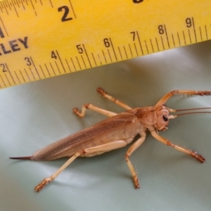 Gryllacrididae sp. (family) at Yass River, NSW - 18 Mar 2021