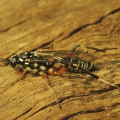 Xanthocryptus novozealandicus (Lemon tree borer parasite wasp) at Conder, ACT - 18 Jan 2021 by MichaelBedingfield