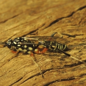 Xanthocryptus novozealandicus at Conder, ACT - 18 Jan 2021 06:32 PM