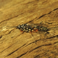 Xanthocryptus novozealandicus at Conder, ACT - 18 Jan 2021 06:32 PM