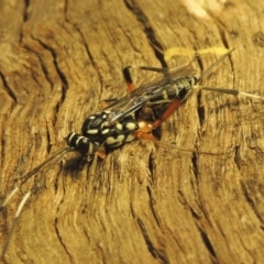 Xanthocryptus novozealandicus at Conder, ACT - 18 Jan 2021 06:32 PM