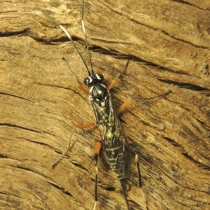 Xanthocryptus novozealandicus at Conder, ACT - 18 Jan 2021 06:32 PM