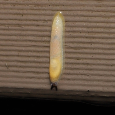 Arion intermedius (Hedgehog Slug) at Acton, ACT - 22 Mar 2021 by TimL