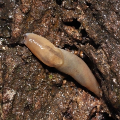 Ambigolimax sp. (valentius and waterstoni) (Striped Field Slug) at Acton, ACT - 23 Mar 2021 by TimL