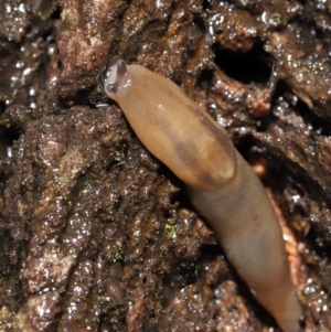 Ambigolimax sp. (valentius and waterstoni) at Acton, ACT - 23 Mar 2021