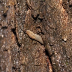 Ambigolimax sp. (valentius and waterstoni) at Acton, ACT - 23 Mar 2021 11:09 AM