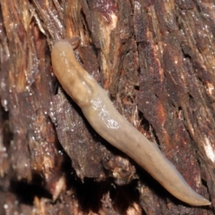 Ambigolimax sp. (valentius and waterstoni) (Striped Field Slug) at Downer, ACT - 23 Mar 2021 by TimL