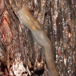 Ambigolimax sp. (valentius and waterstoni) at Downer, ACT - 23 Mar 2021