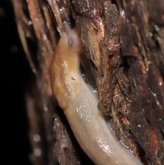 Ambigolimax sp. (valentius and waterstoni) at Downer, ACT - 23 Mar 2021