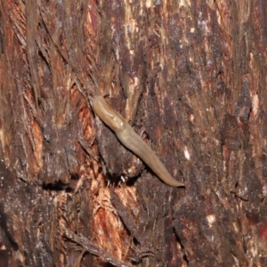 Ambigolimax sp. (valentius and waterstoni) at Downer, ACT - 23 Mar 2021