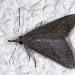 Rhynchina obliquarlis (A Noctuid moth) at Ainslie, ACT - 23 Mar 2021 by jbromilow50