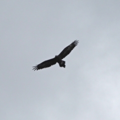 Aquila audax (Wedge-tailed Eagle) at Holt, ACT - 24 Mar 2021 by wombey