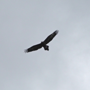 Aquila audax at Holt, ACT - 24 Mar 2021 10:47 AM