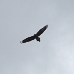 Aquila audax (Wedge-tailed Eagle) at Holt, ACT - 23 Mar 2021 by wombey