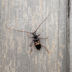 Phoracantha semipunctata (Common Eucalypt Longicorn) at Googong, NSW - 24 Mar 2021 by Wandiyali