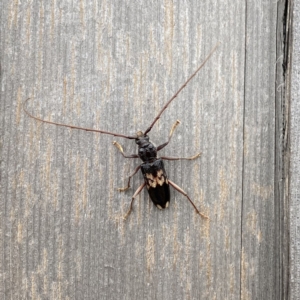 Phoracantha semipunctata at Googong, NSW - 24 Mar 2021 11:50 AM