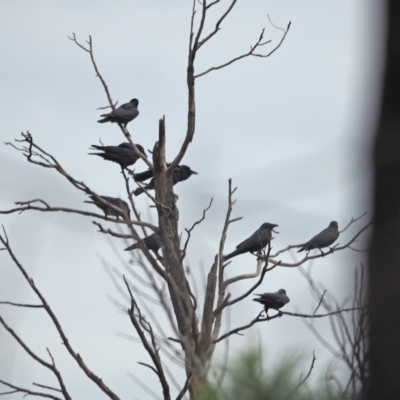 Corvus mellori (Little Raven) at Woodstock Nature Reserve - 24 Mar 2021 by wombey