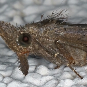 Rhapsa suscitatalis at Ainslie, ACT - 23 Mar 2021 10:25 PM