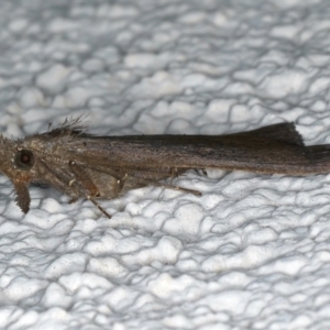 Rhapsa suscitatalis at Ainslie, ACT - 23 Mar 2021