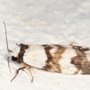 Thallarcha albicollis at Melba, ACT - 19 Mar 2021 11:19 AM