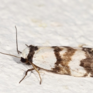 Thallarcha albicollis at Melba, ACT - 19 Mar 2021 11:19 AM