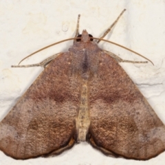 Mnesampela privata (Autumn Gum Moth) at Melba, ACT - 19 Mar 2021 by kasiaaus