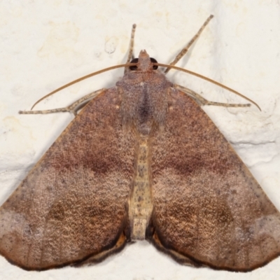 Mnesampela privata (Autumn Gum Moth) at Melba, ACT - 19 Mar 2021 by kasiaaus