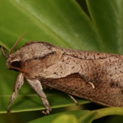 Elhamma australasiae (A Swift or Ghost moth (Hepialidae)) at Melba, ACT - 19 Mar 2021 by kasiaaus