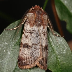 Agrotis porphyricollis at Melba, ACT - 19 Mar 2021