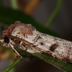 Agrotis porphyricollis at Melba, ACT - 19 Mar 2021